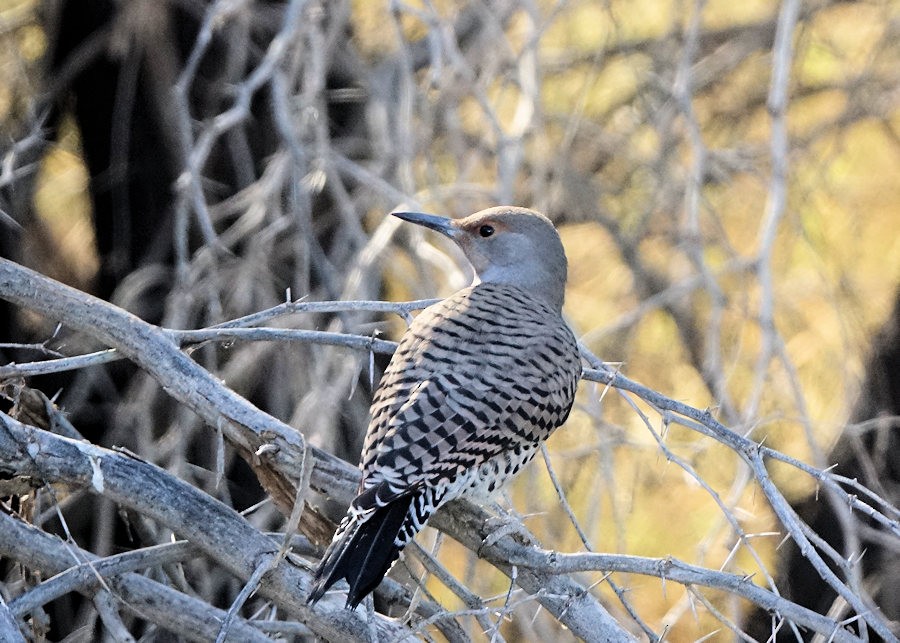 Northern Flicker - ML517279591