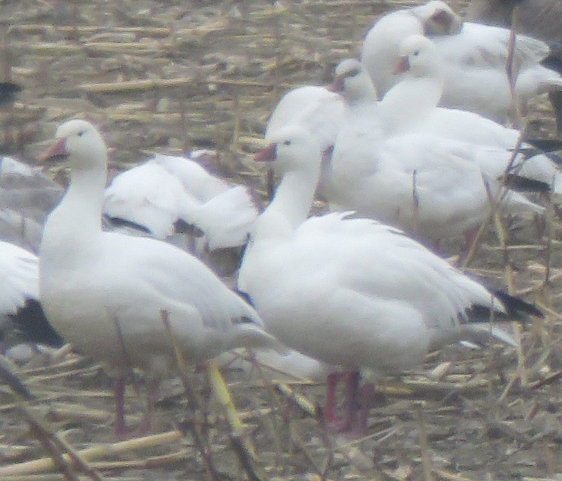 Snow Goose - ML517279721