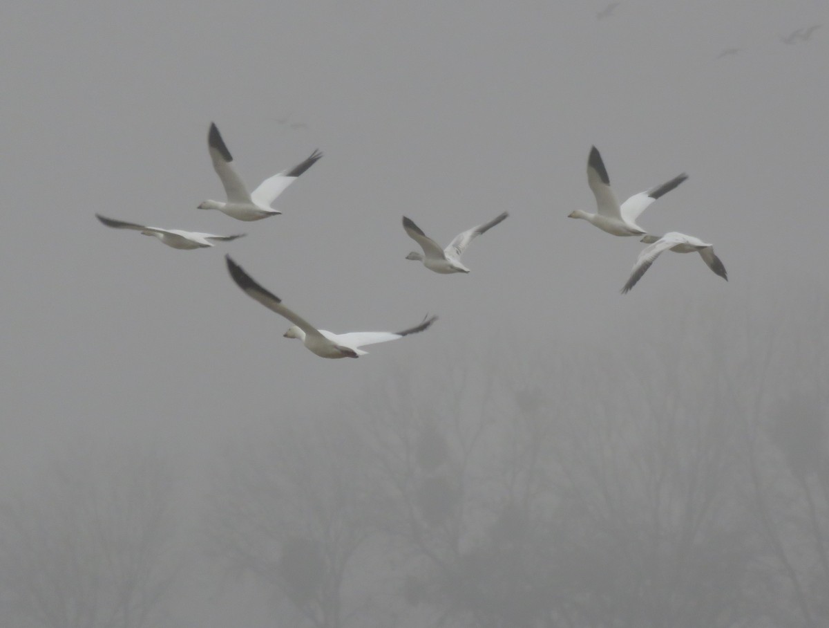 Snow Goose - ML517280751