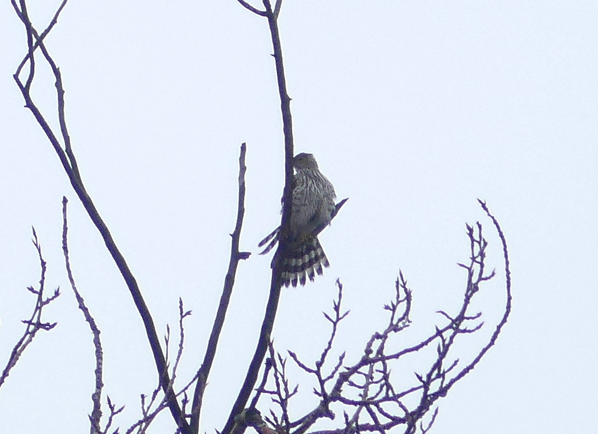Cooper's Hawk - ML517281641