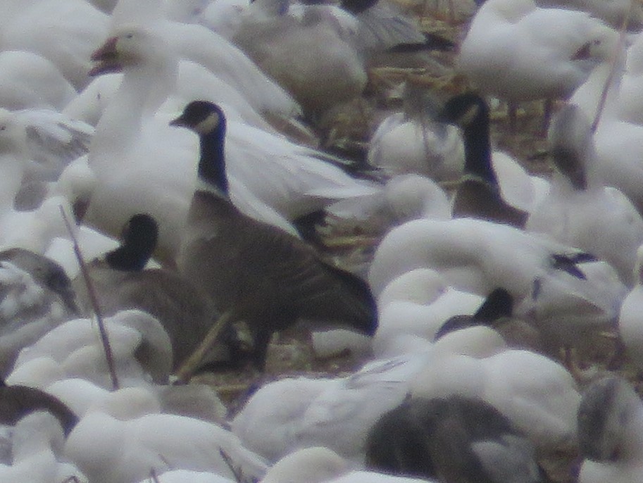 Cackling Goose (Aleutian) - ML517281821