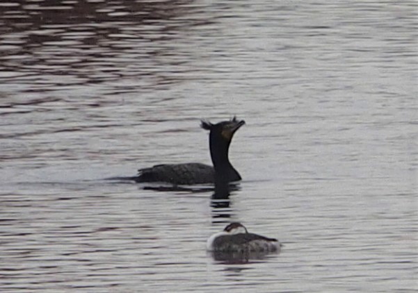 Double-crested Cormorant - Joshua Davis