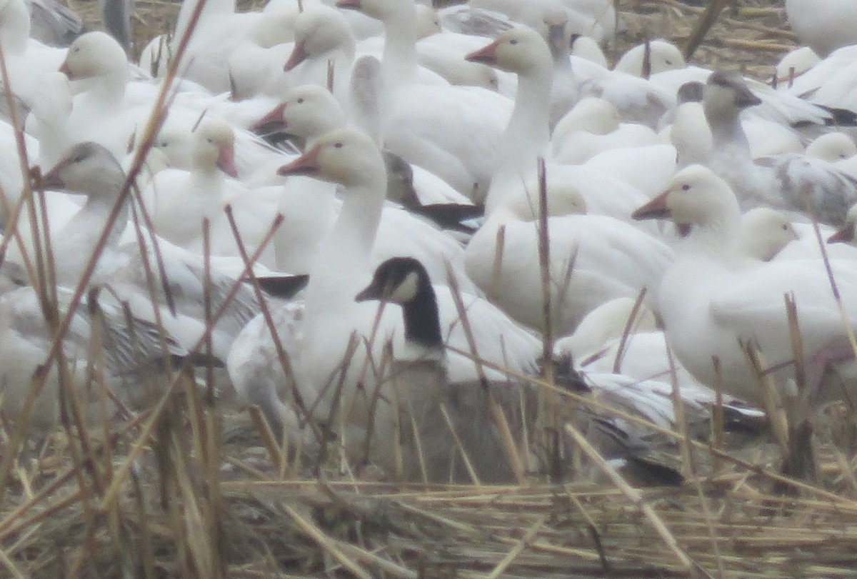 Cackling Goose (Aleutian) - ML517282451