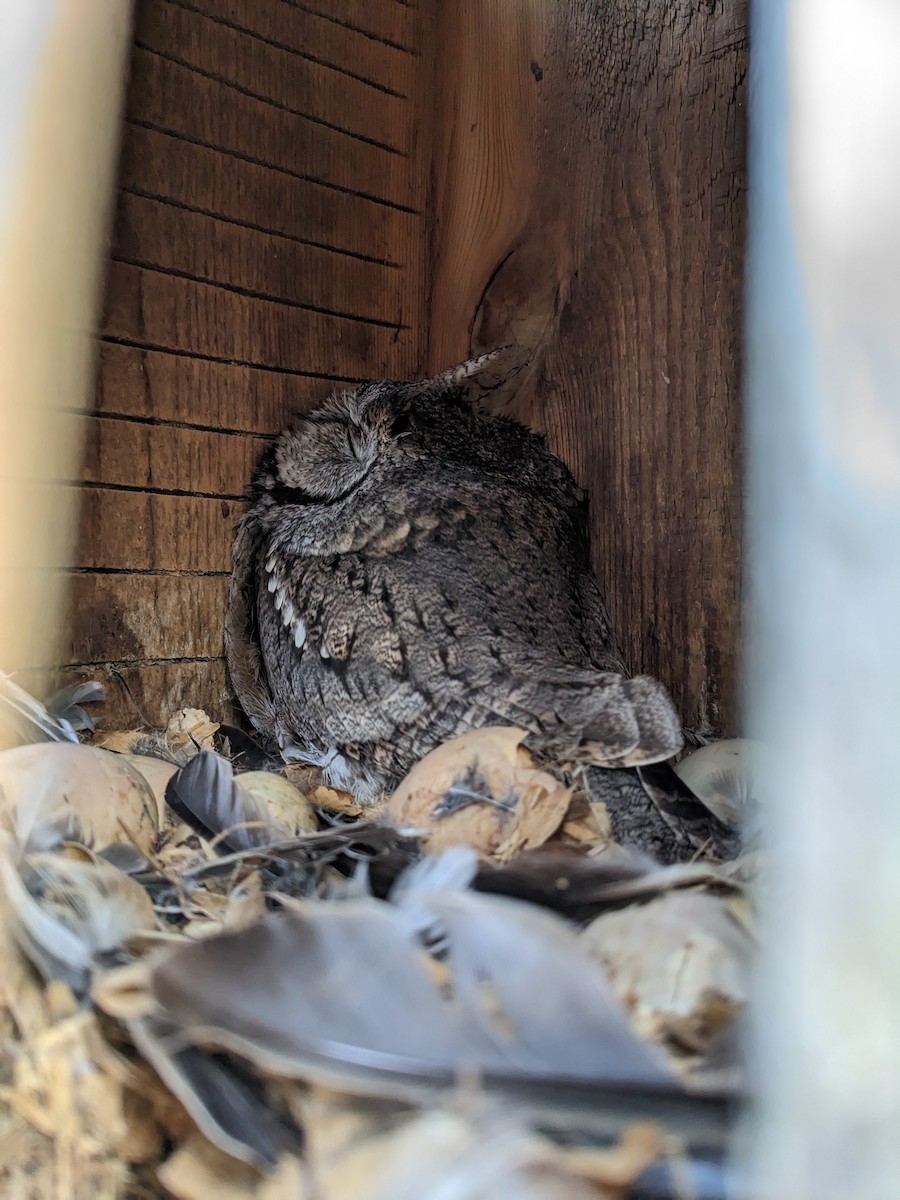 Eastern Screech-Owl - ML517282701