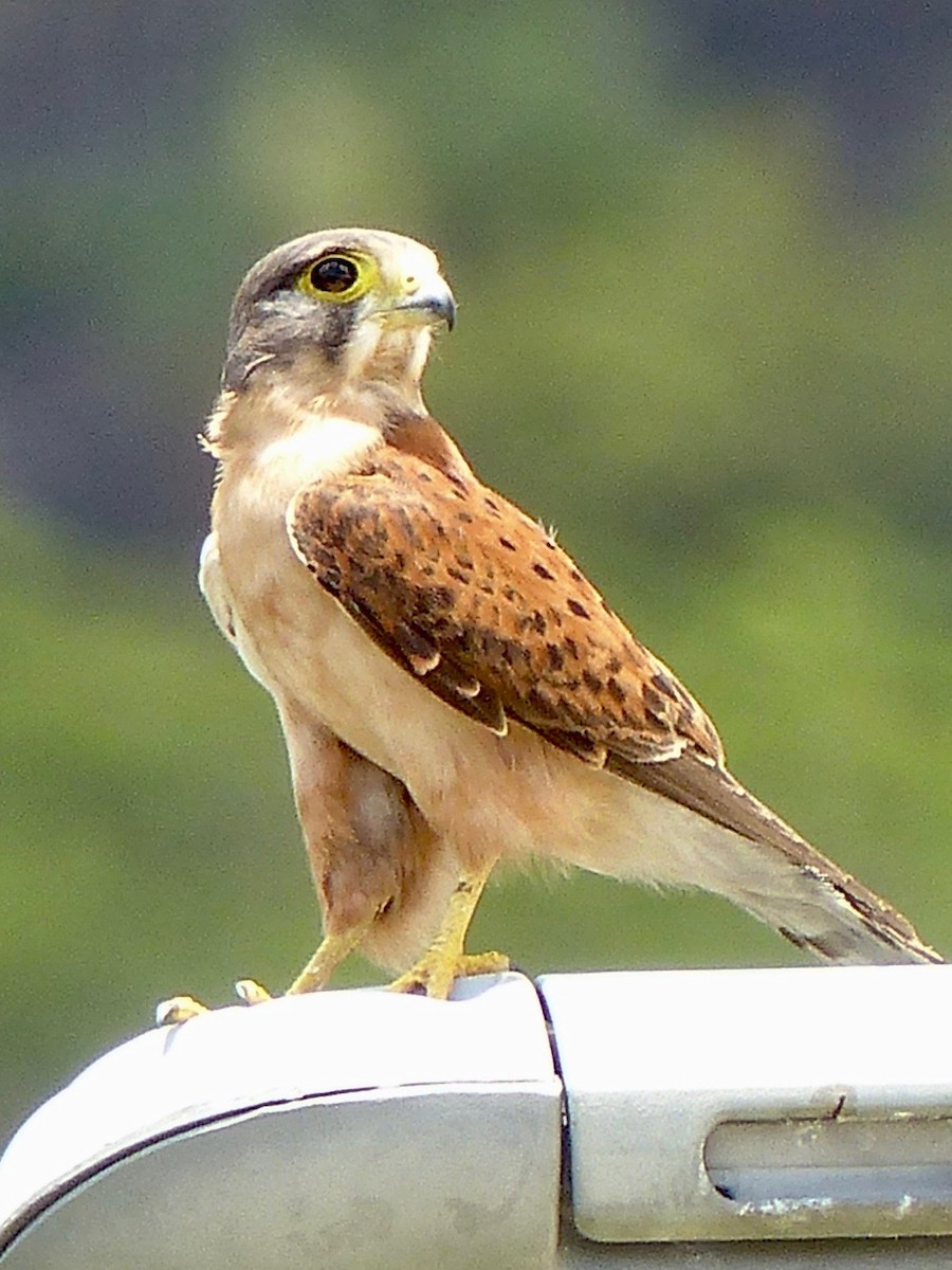 Cernícalo de las Seychelles - ML517283121