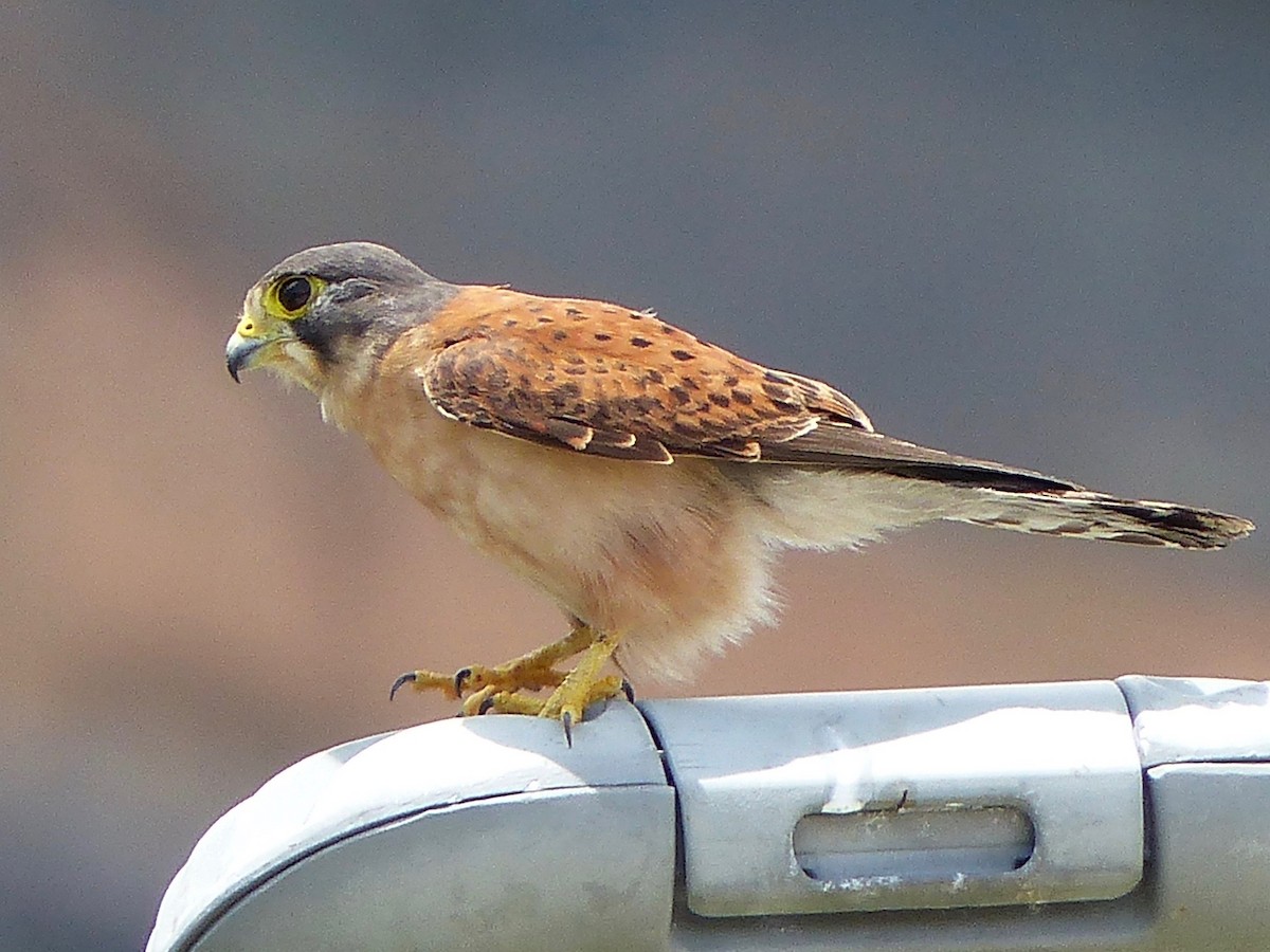 Seychelles Kestrel - ML517283141