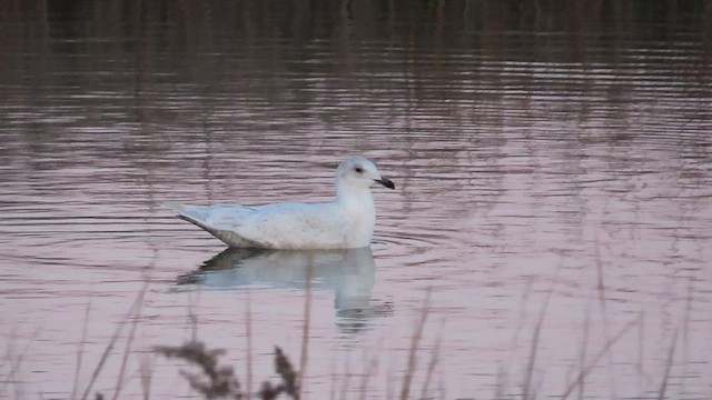 Goéland arctique - ML517283251