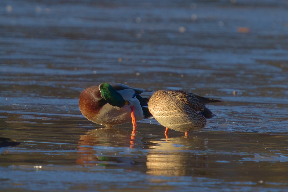 Canard colvert - ML517283911