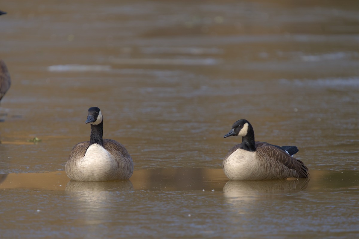 Canada Goose - ML517284041