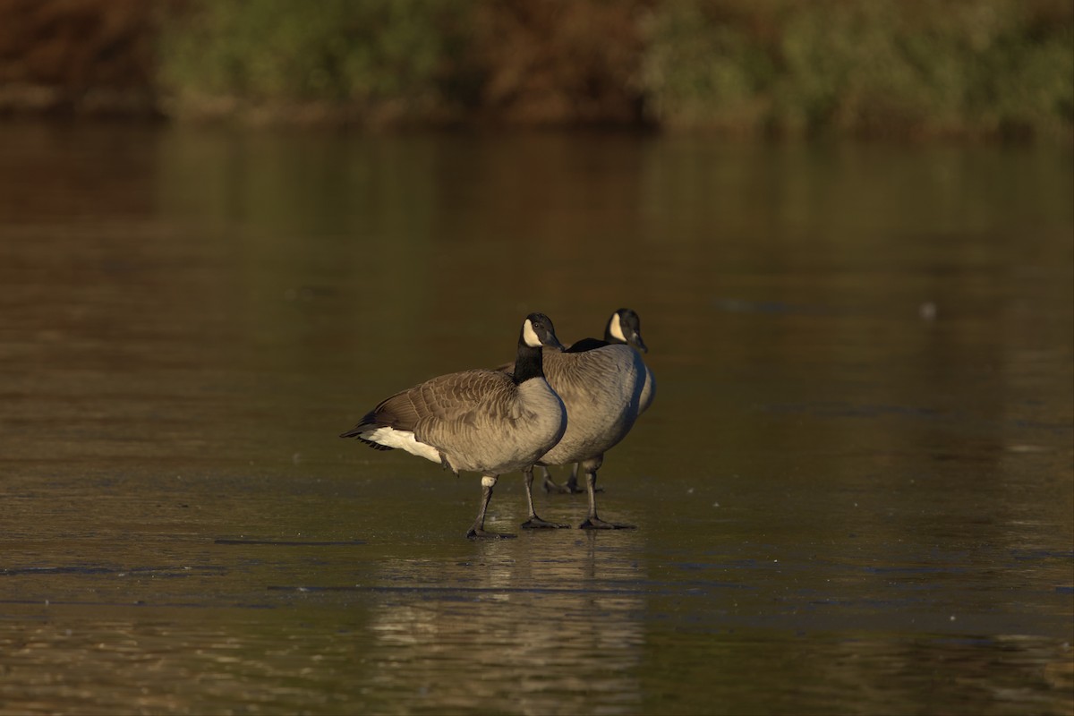 Canada Goose - ML517284071