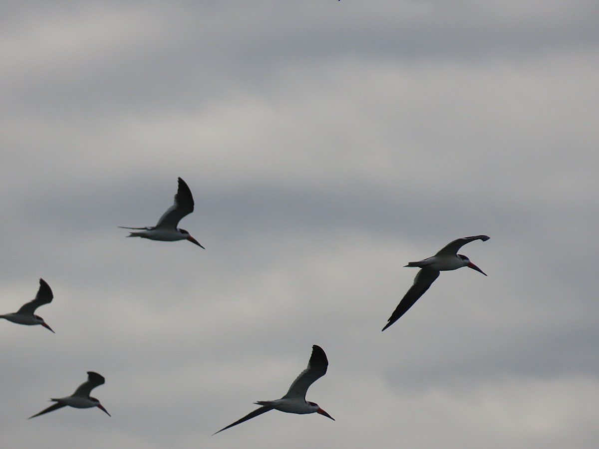 Black Skimmer - ML517285491