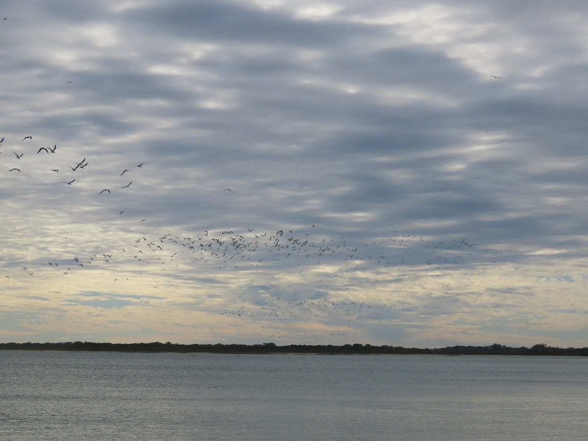 Black Skimmer - ML517285531