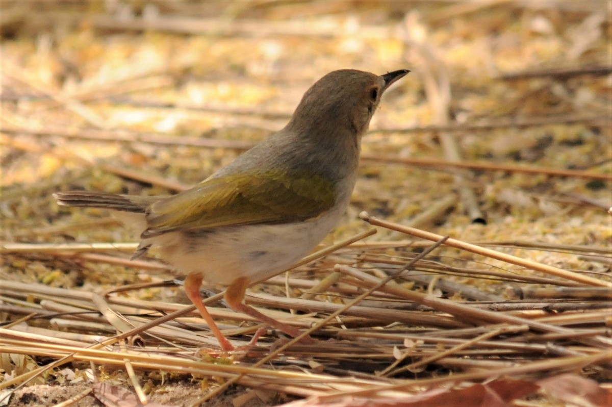 Green-backed Camaroptera - ML51728561