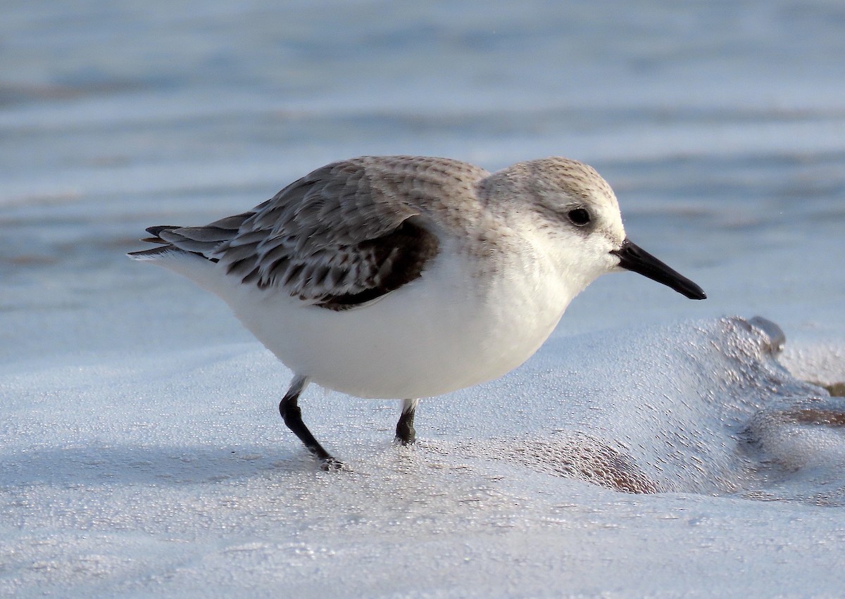 Bécasseau sanderling - ML517287011