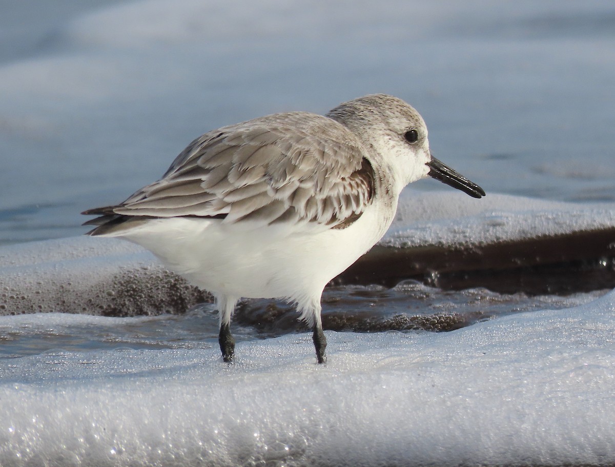 Bécasseau sanderling - ML517287081