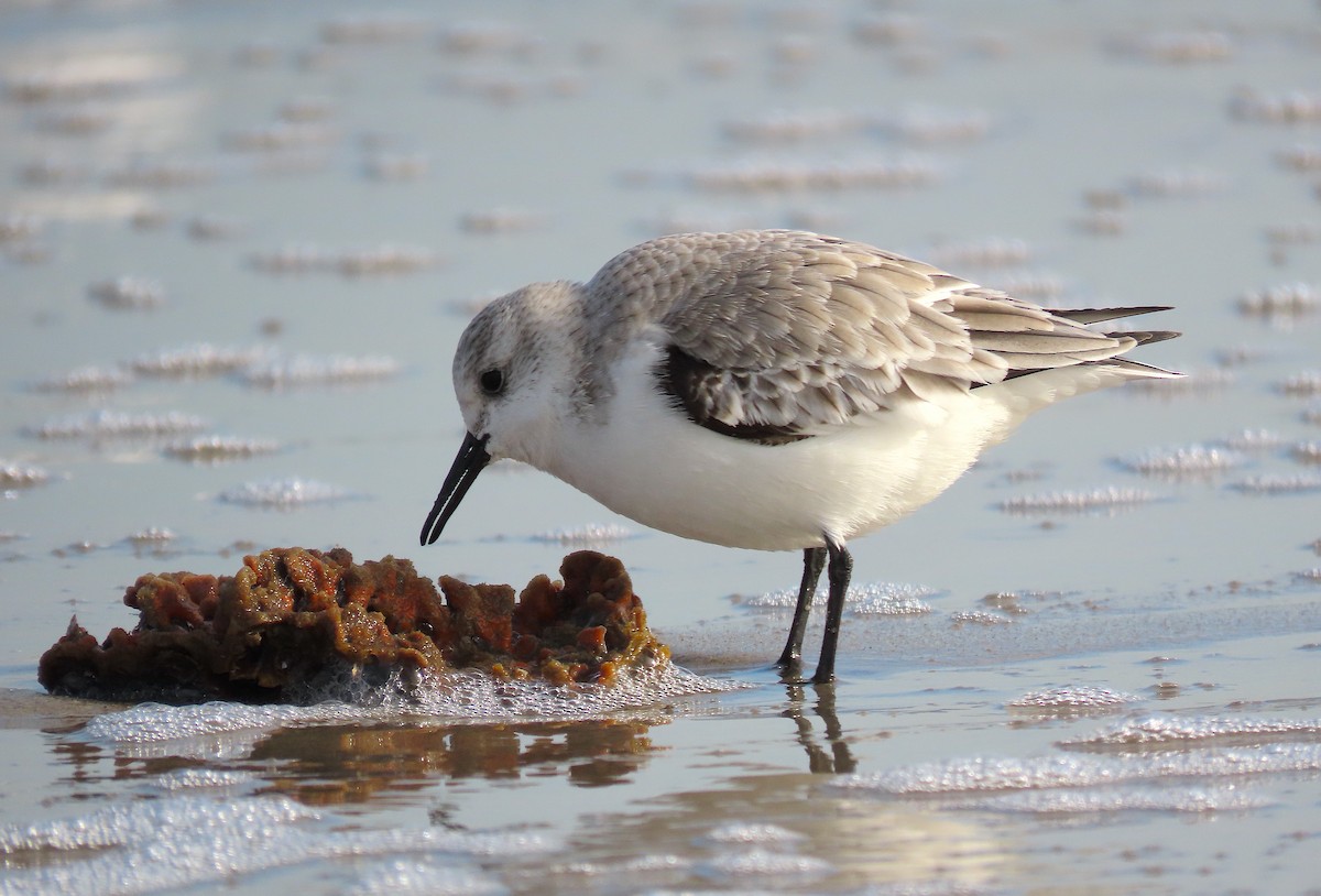 Bécasseau sanderling - ML517287211