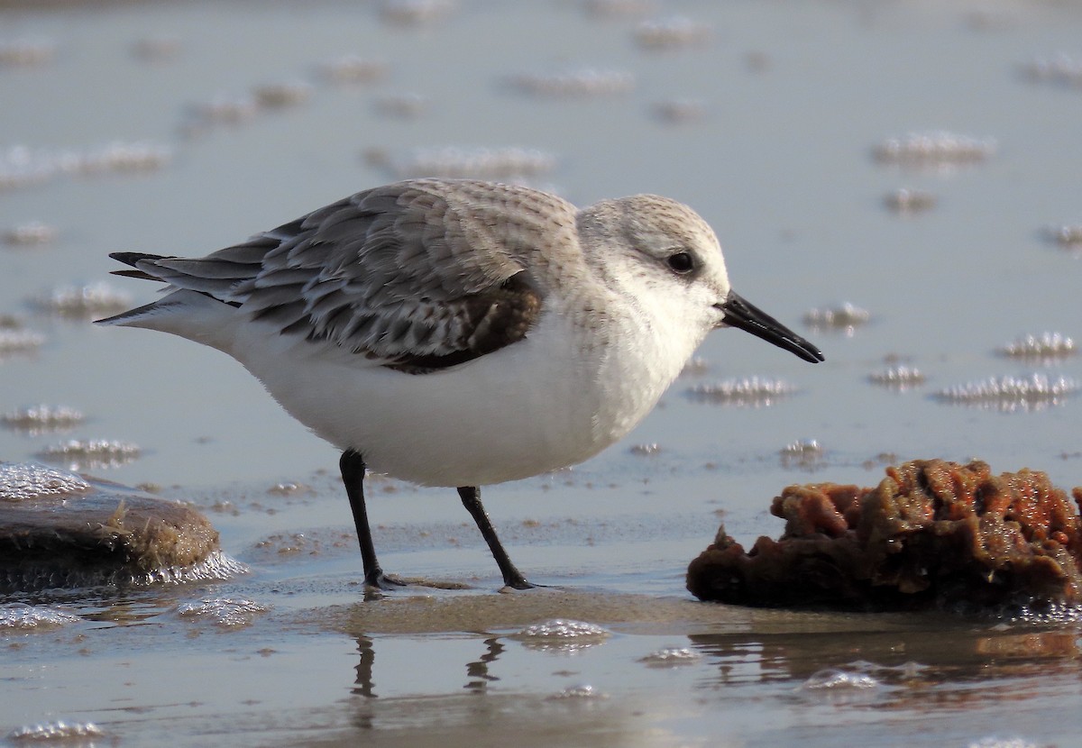 Bécasseau sanderling - ML517287311