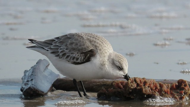 Bécasseau sanderling - ML517287381