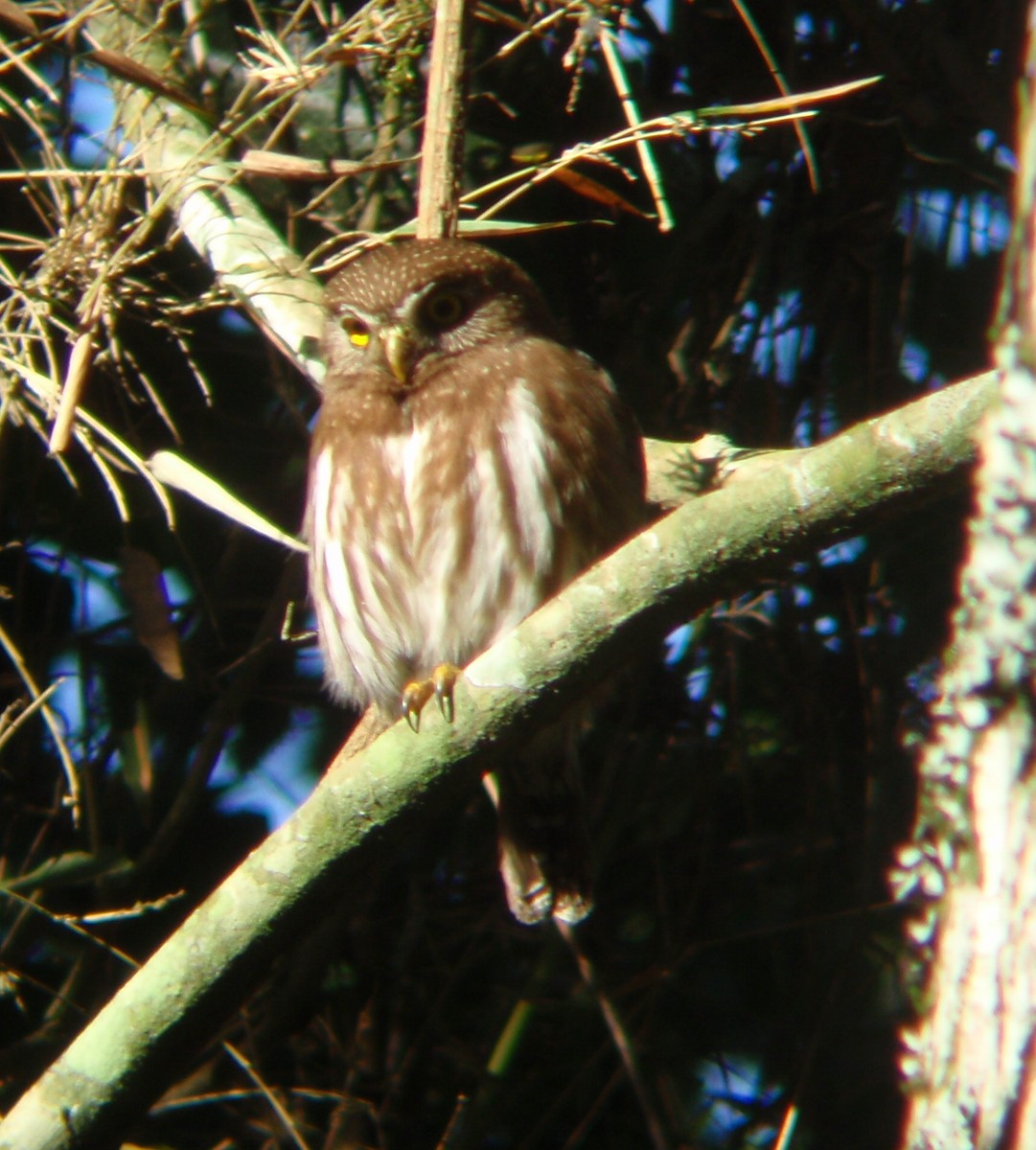 Ferruginous Pygmy-Owl - ML51728821