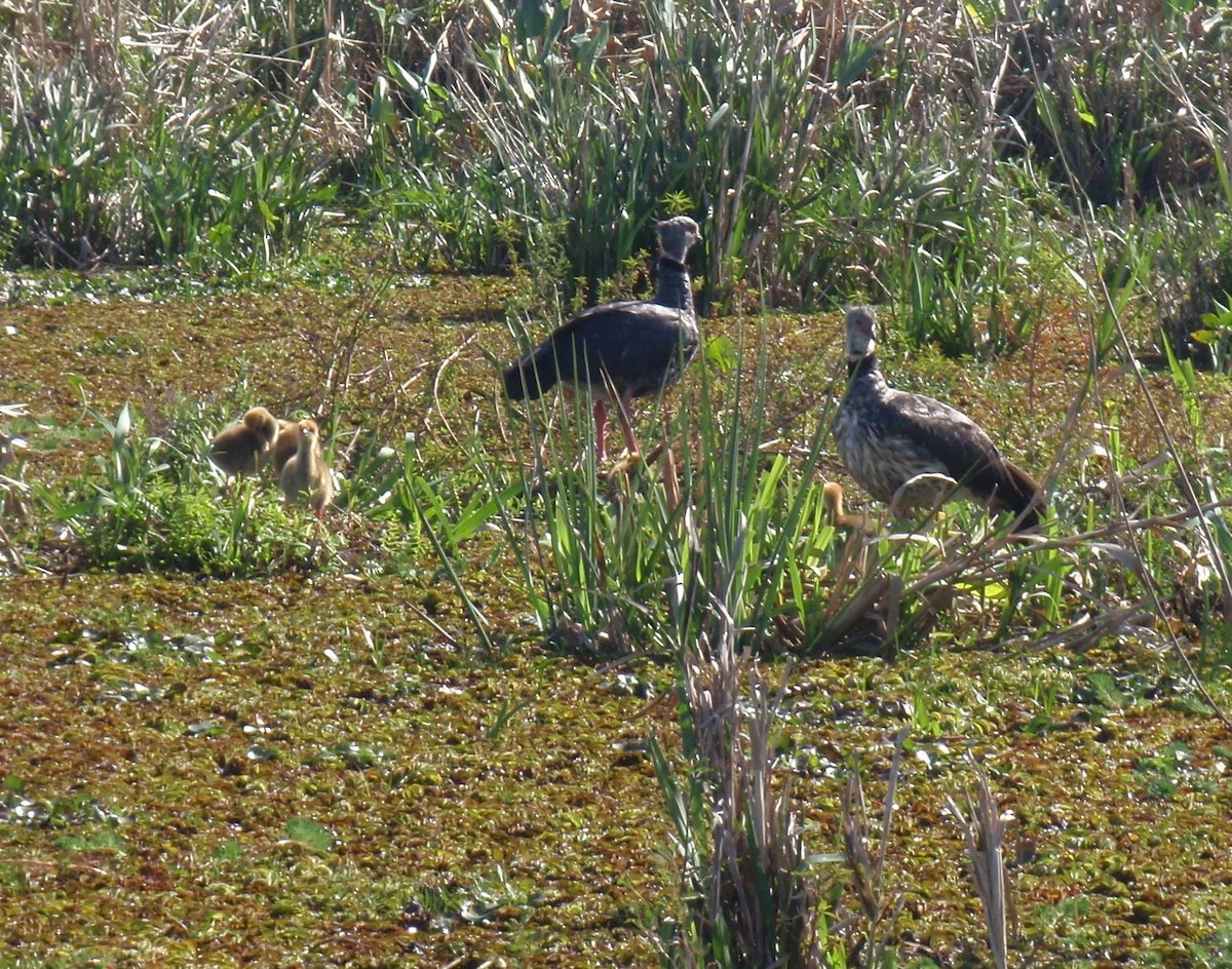 Southern Screamer - ML51728881