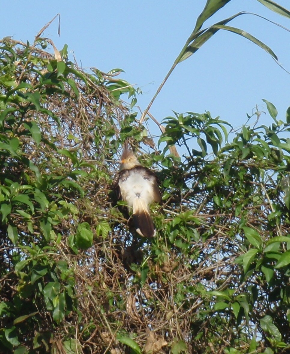 guira chocholatá - ML51728921