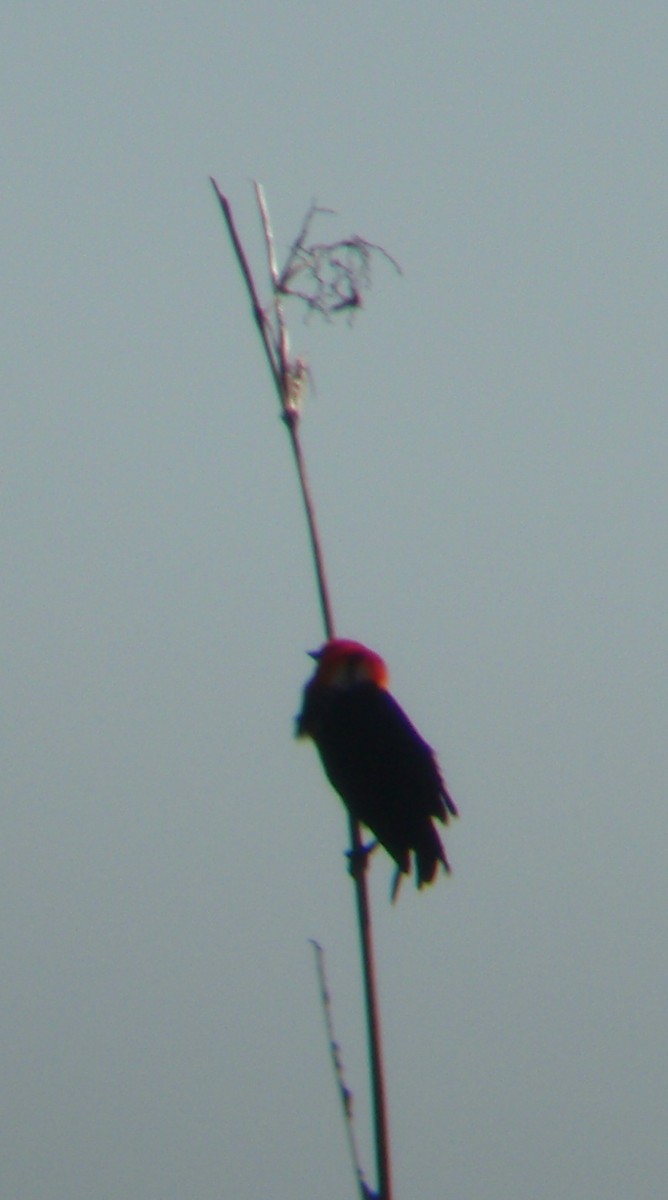 Scarlet-headed Blackbird - Joshua Stone