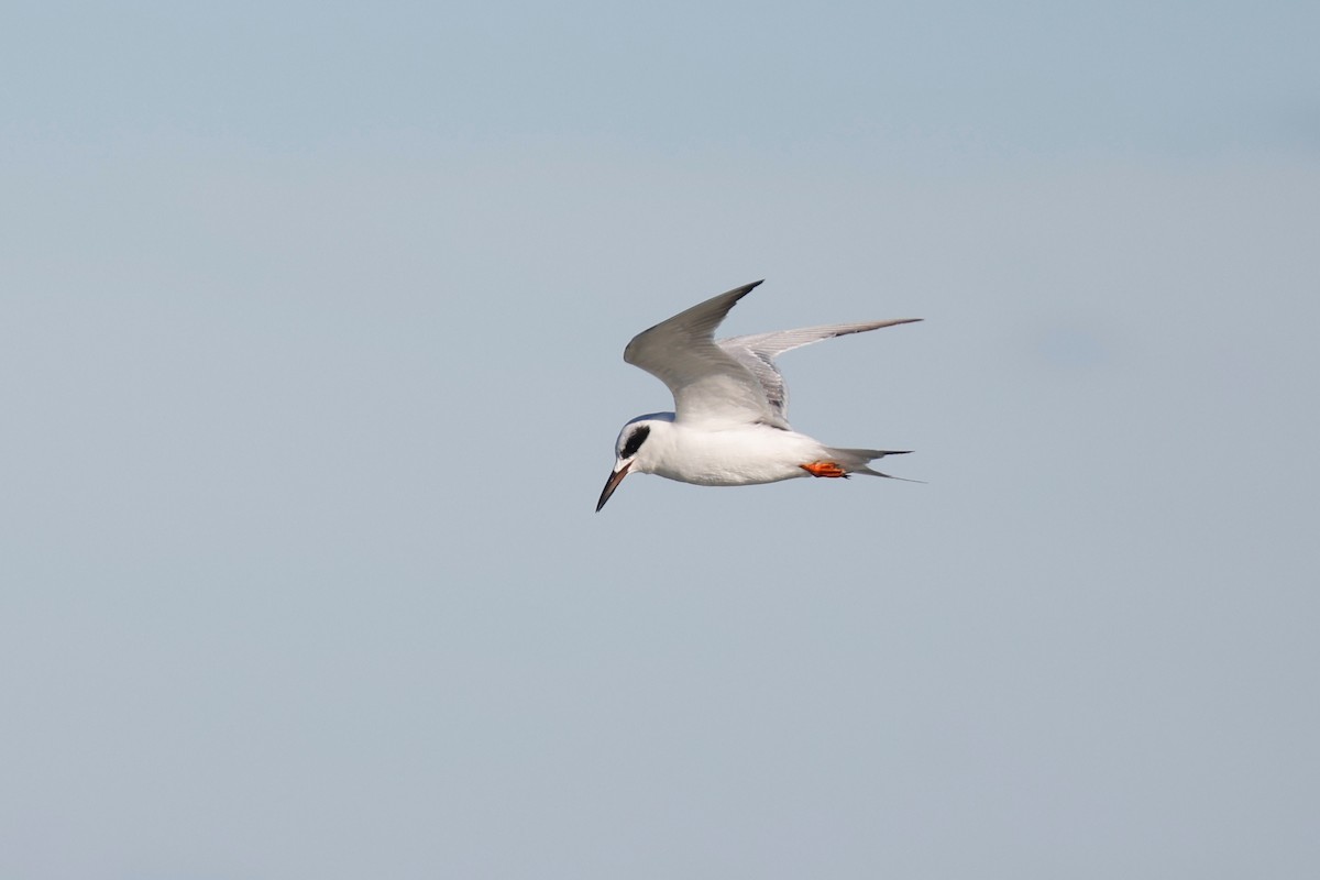 Forster's Tern - Denis Tétreault