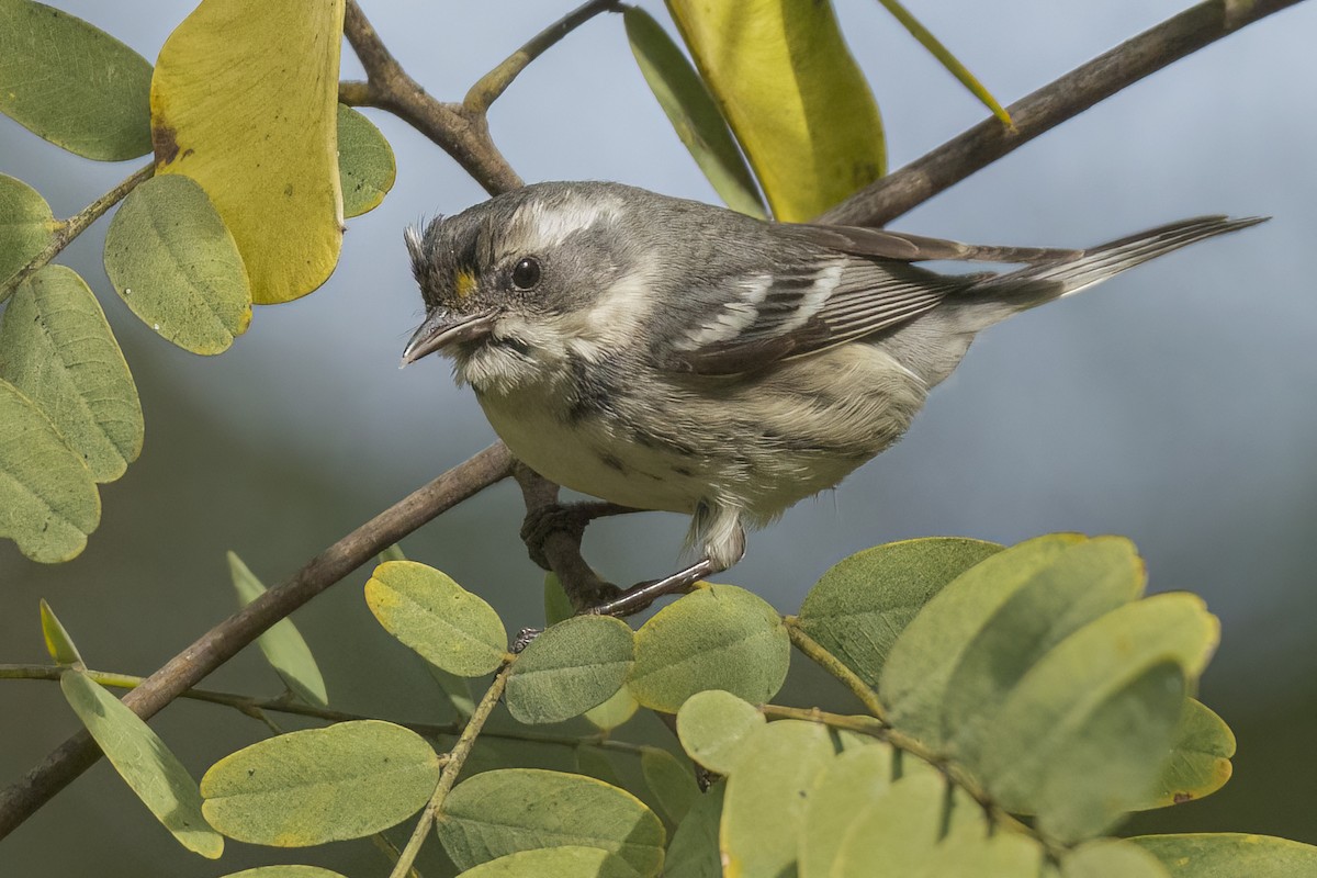 Black-throated Gray Warbler - ML517290621