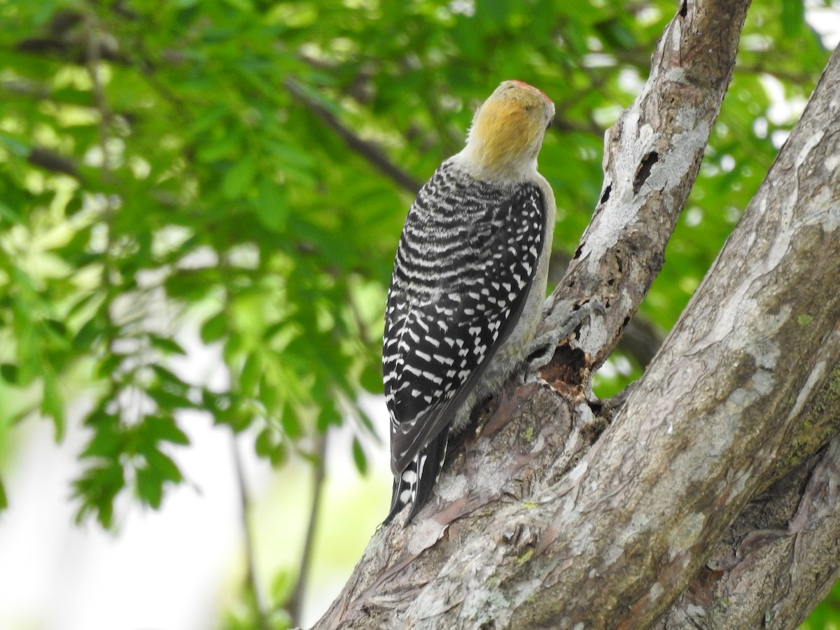 Hoffmann's Woodpecker - Sisgo Rachith Acuña Chinchilla