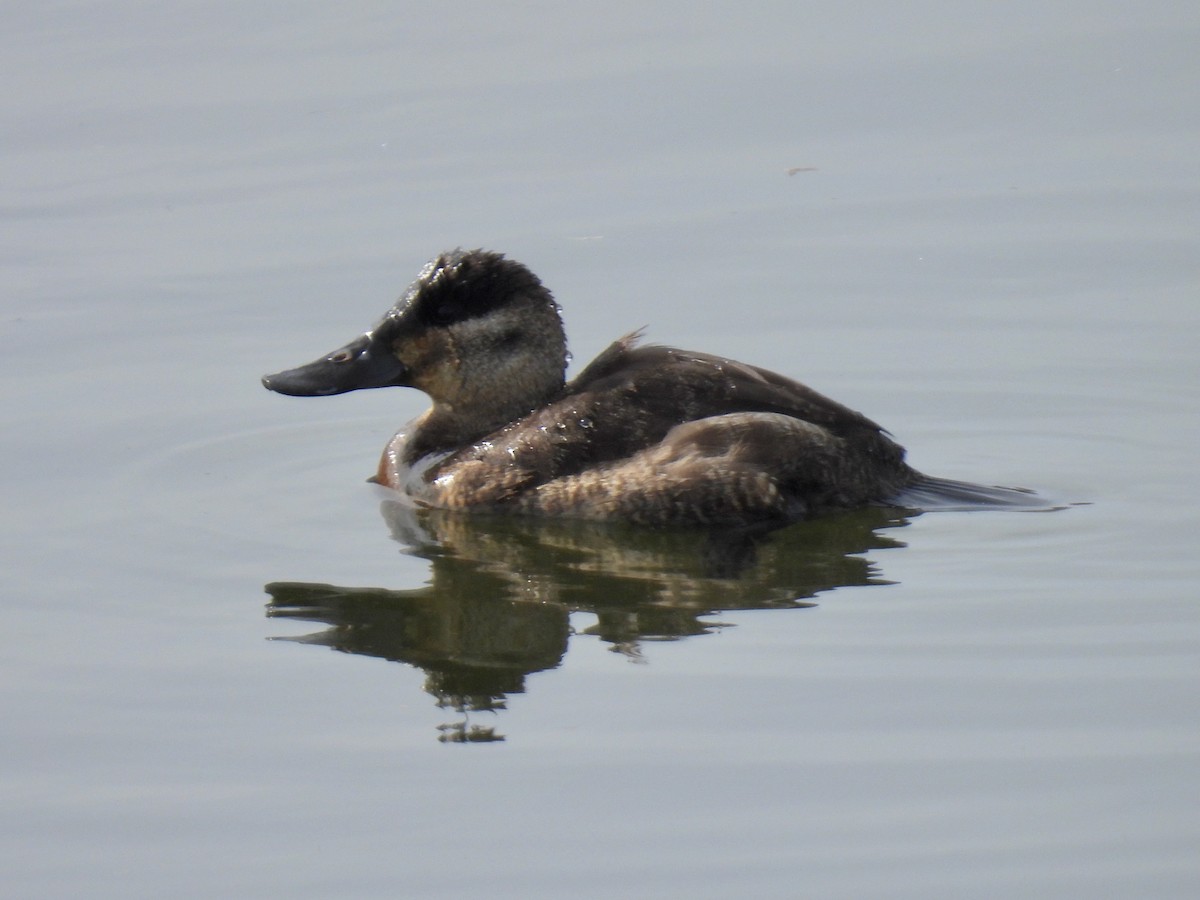 Ruddy Duck - ML517290701