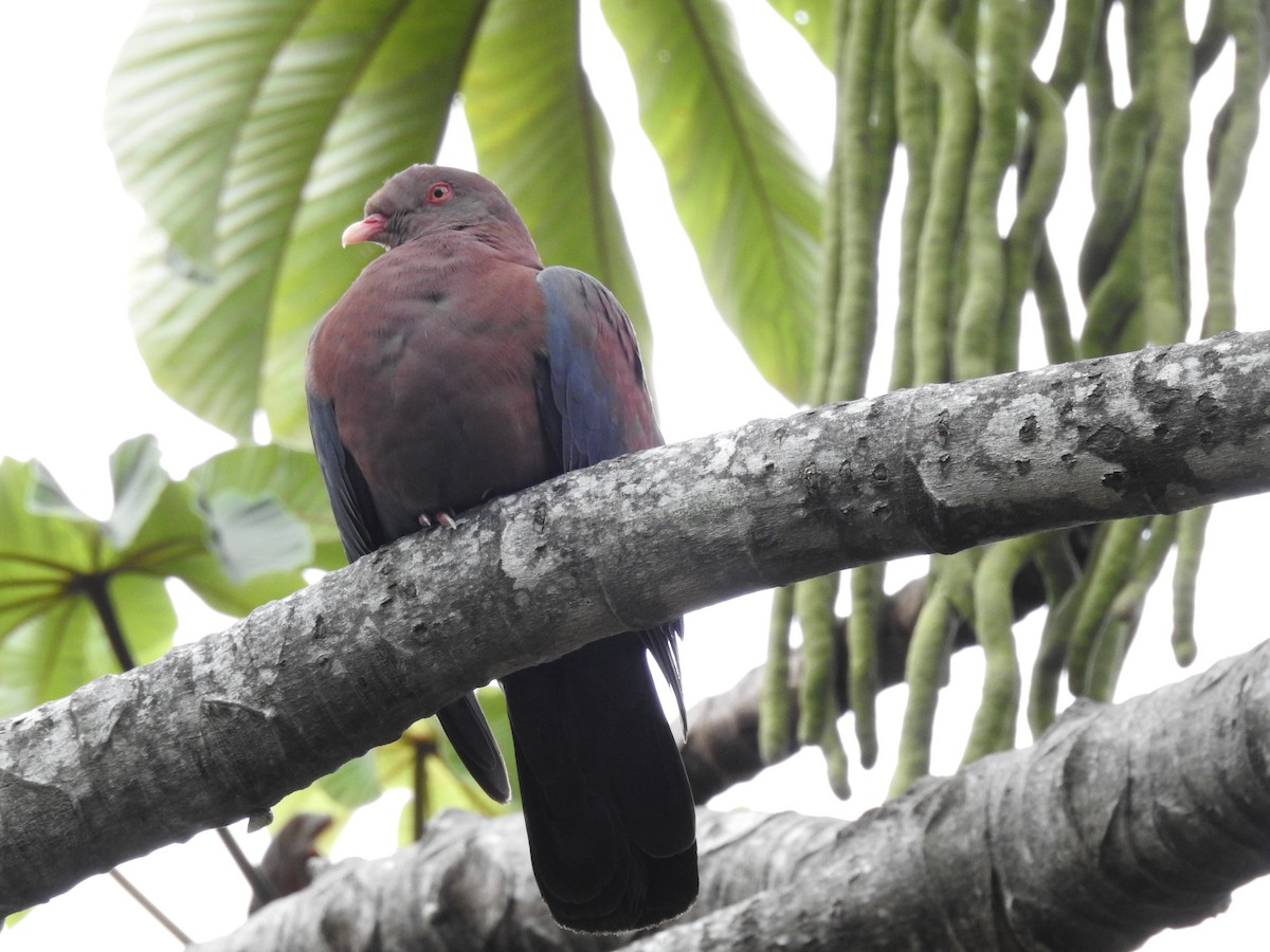 Pigeon à bec rouge - ML517291211