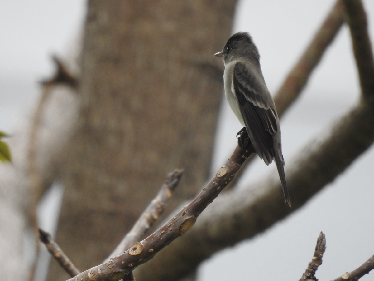 Eastern Wood-Pewee - Sisgo Rachith Acuña Chinchilla