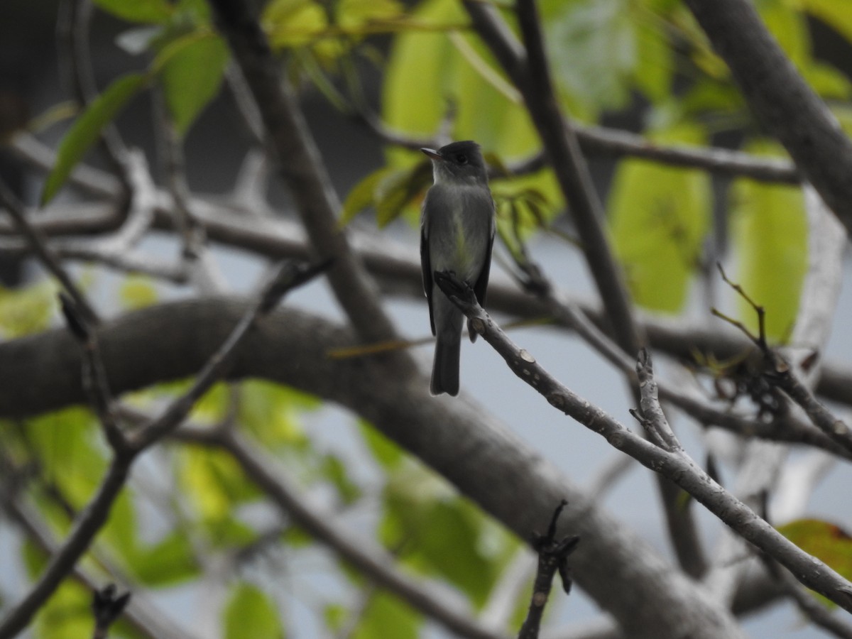 Eastern Wood-Pewee - ML517291281