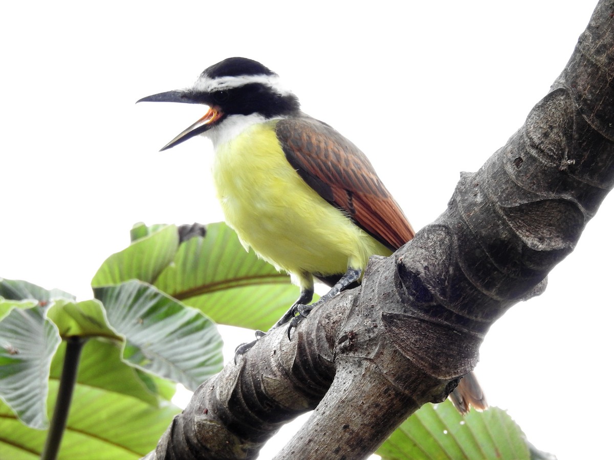 Great Kiskadee - Sisgo Rachith Acuña Chinchilla