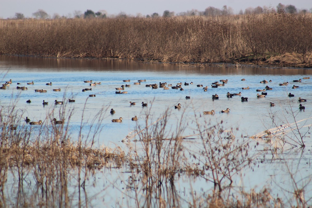 American Wigeon - ML517291951