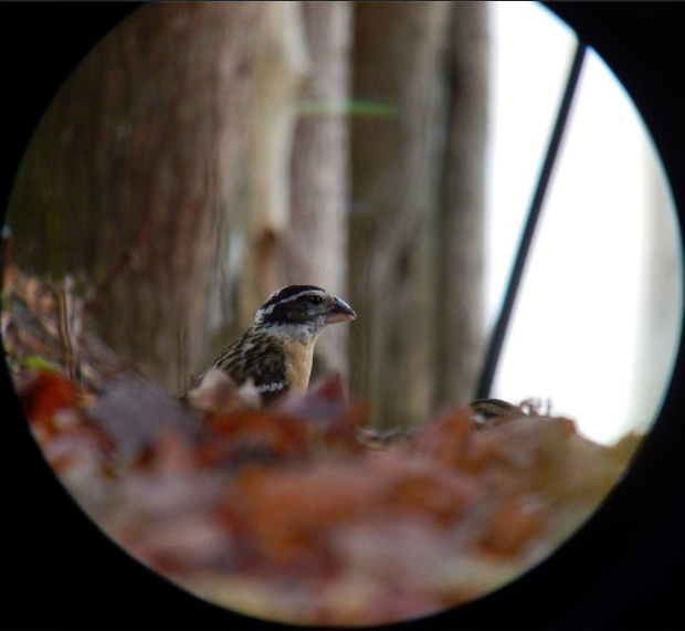 Black-headed Grosbeak - Laetitia Desbordes