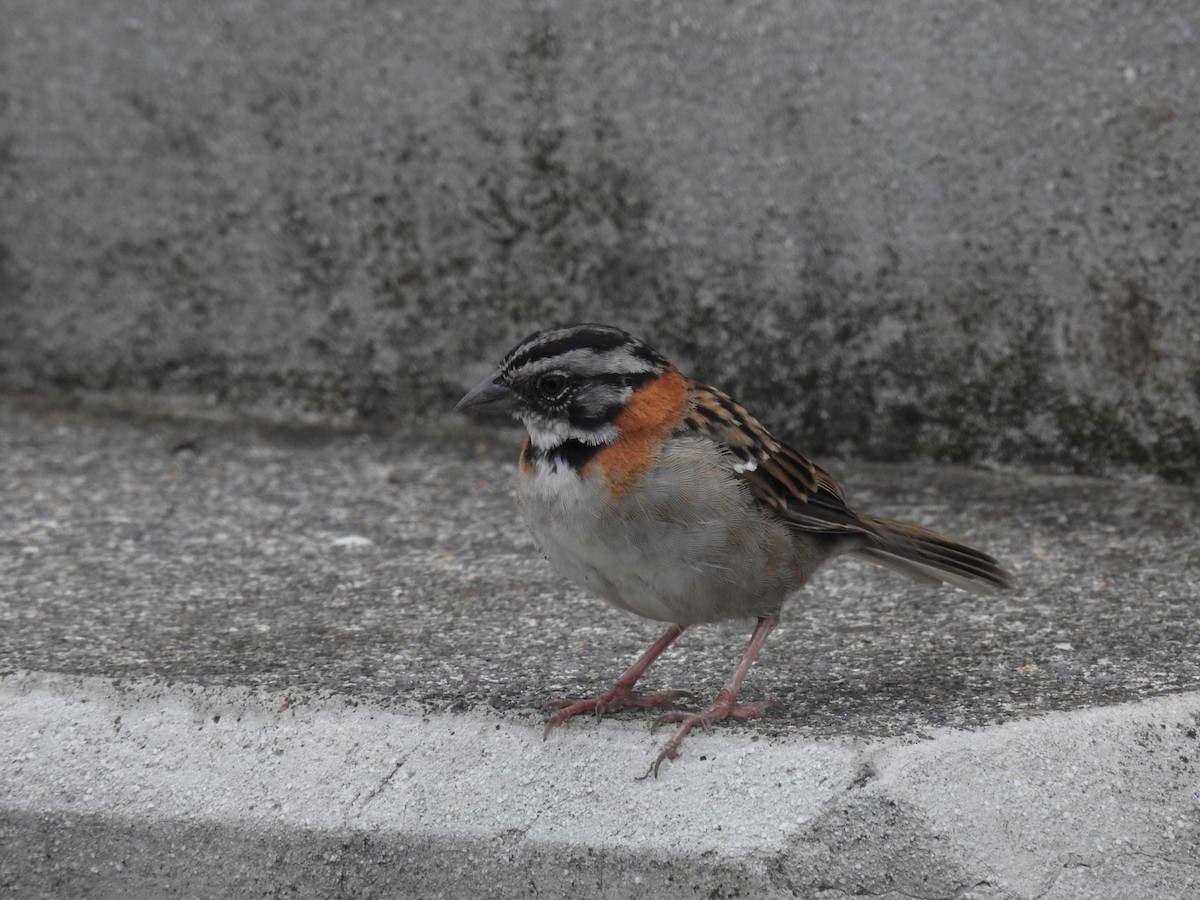 Rufous-collared Sparrow - Sisgo Rachith Acuña Chinchilla