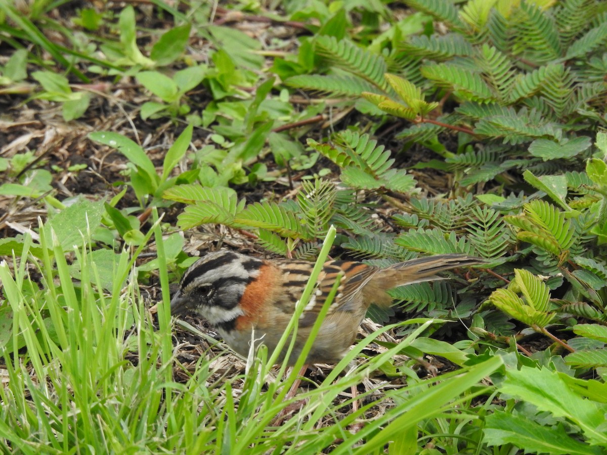 Rufous-collared Sparrow - Sisgo Rachith Acuña Chinchilla