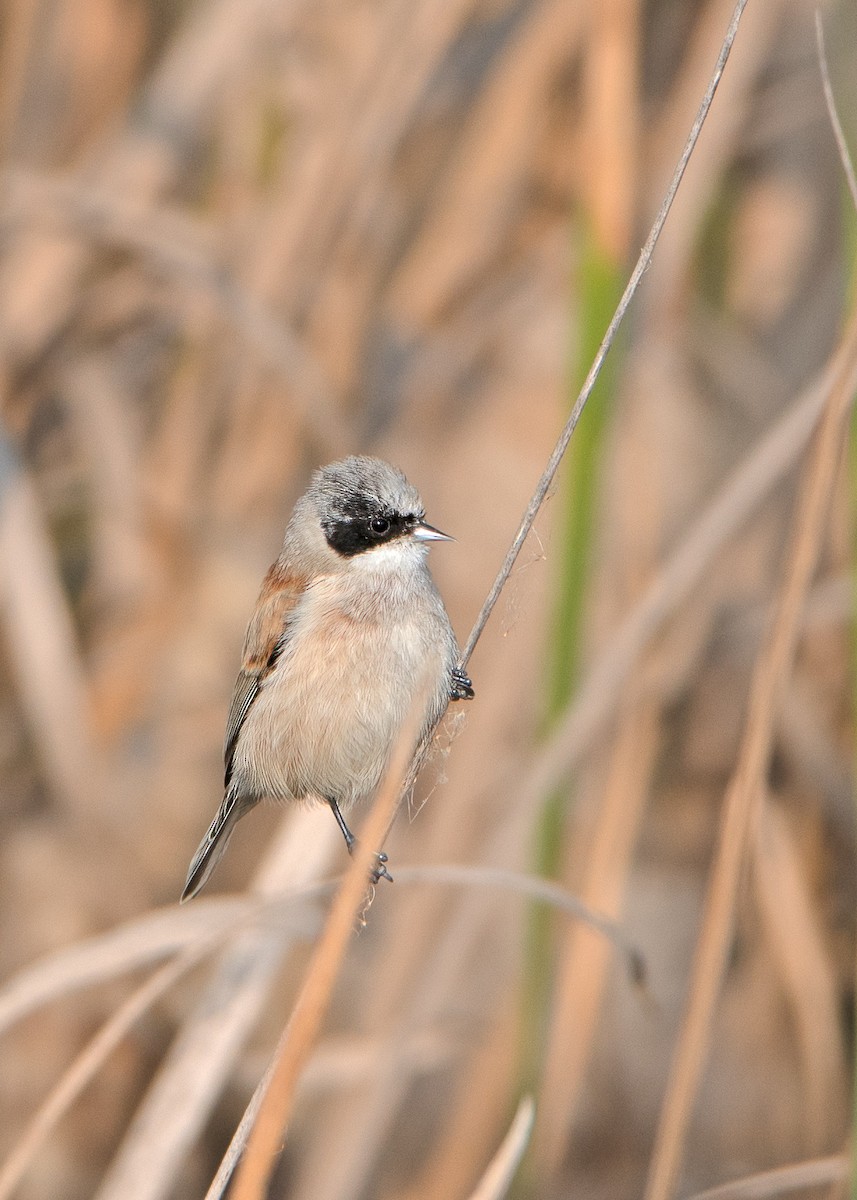 White-crowned Penduline-Tit - Janardan Barthwal