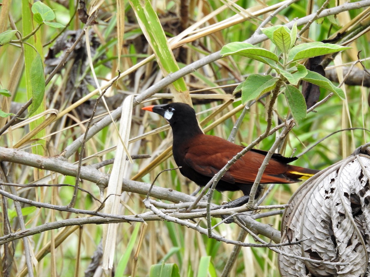 Montezuma Oropendola - ML517292771