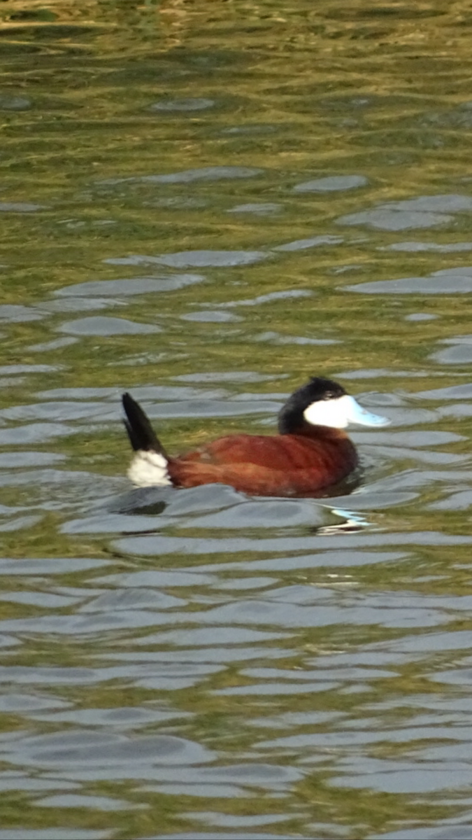 Ruddy Duck - ML51729311