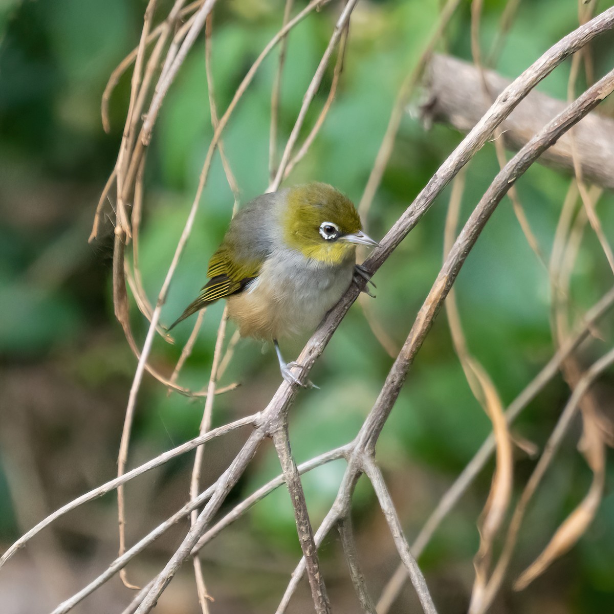 Silvereye - ML517293311