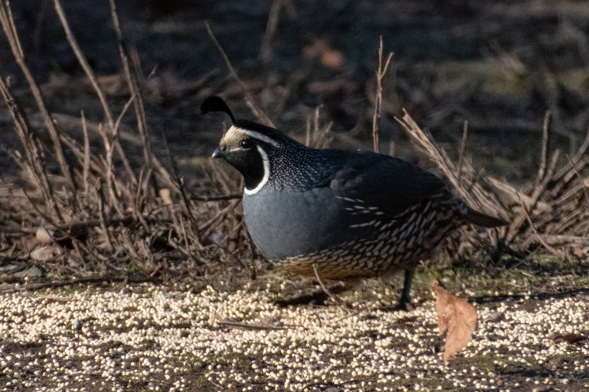 California Quail - Levi Ashe