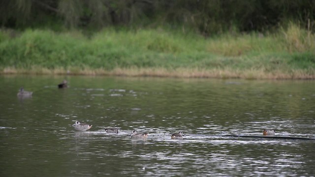 Pink-eared Duck - ML517294