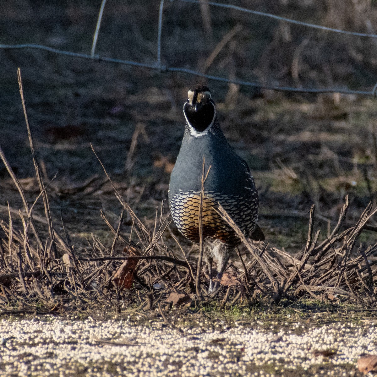 California Quail - ML517294001