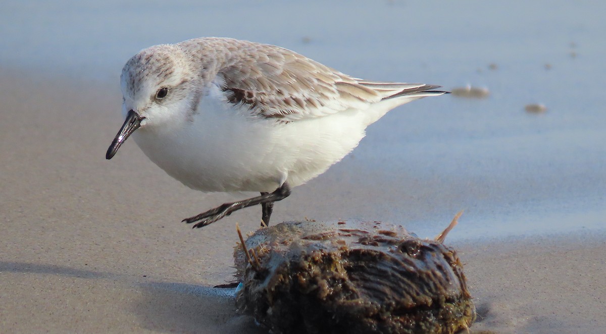 Bécasseau sanderling - ML517294621