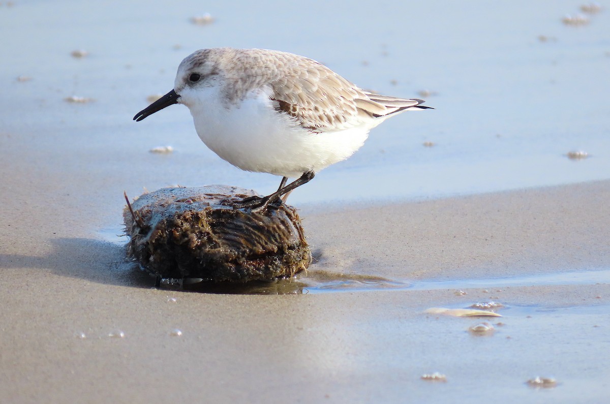 Sanderling - Hannah Floyd