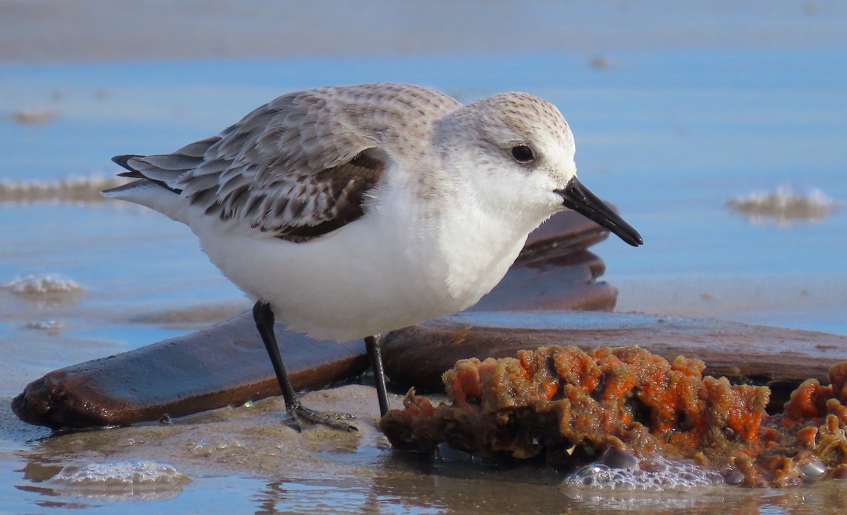 Sanderling - Hannah Floyd