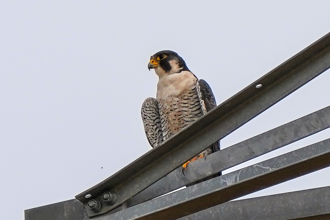 Peregrine Falcon - ML517294861