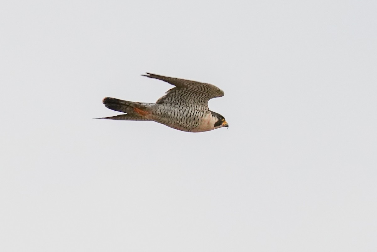 Peregrine Falcon - Luis Piñeyrua